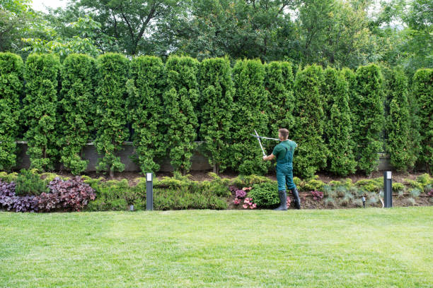 Best Tree Maintenance Programs  in Sawgrass, FL