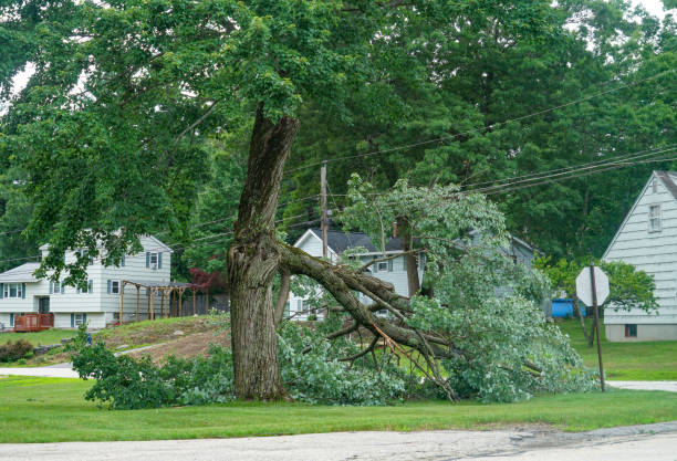 Best Hazardous Tree Removal  in Sawgrass, FL