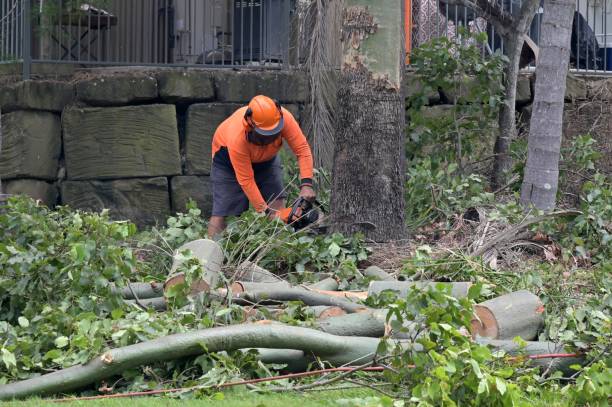 Best Tree Maintenance Programs  in Sawgrass, FL